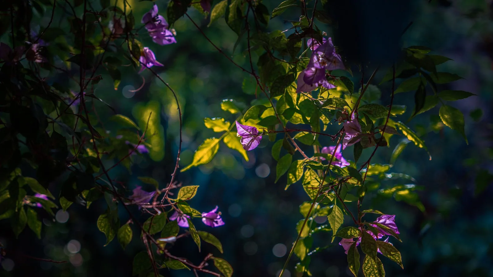 Végétation et touches de bleu dans le jardin